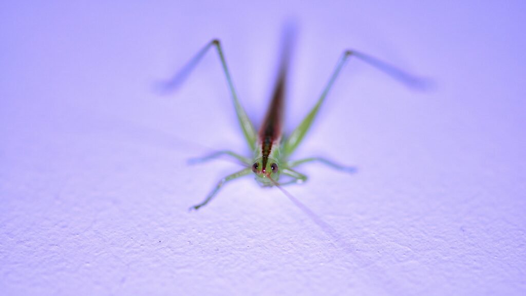 green grasshopper on white textile