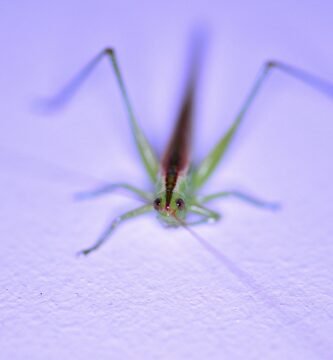 green grasshopper on white textile